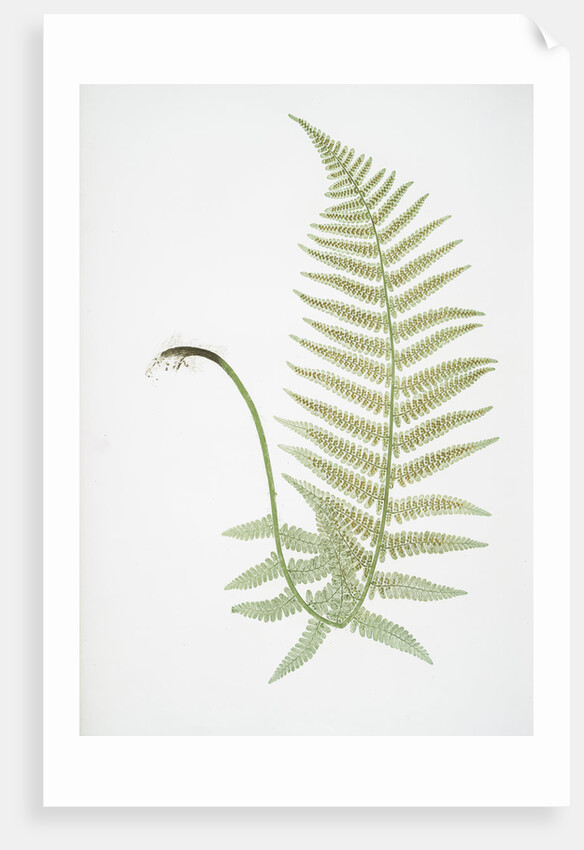 The male fern, or Common buckler fern by Henry Riley Bradbury