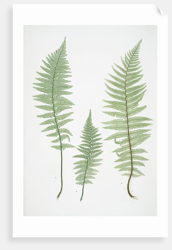 Filix-mas paleacea, The male fern, or Common buckler fern by Henry Riley Bradbury