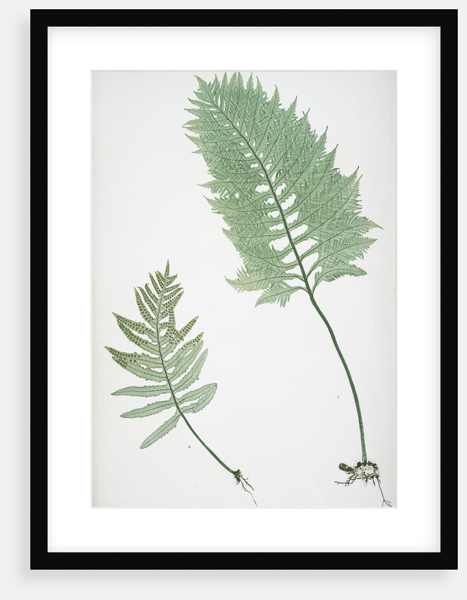 The common polypody by Henry Riley Bradbury