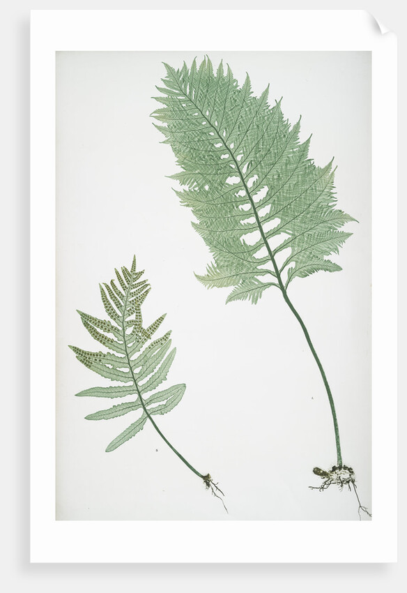 The common polypody by Henry Riley Bradbury