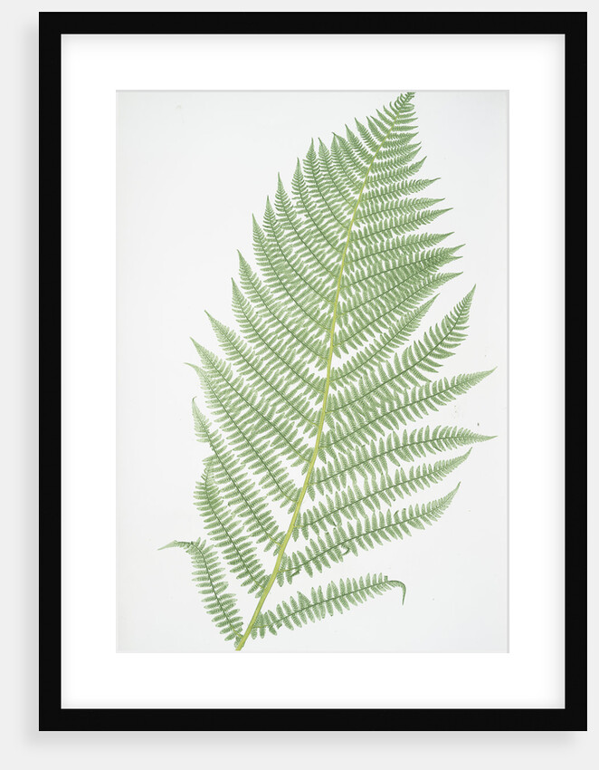 The lady fern by Henry Riley Bradbury