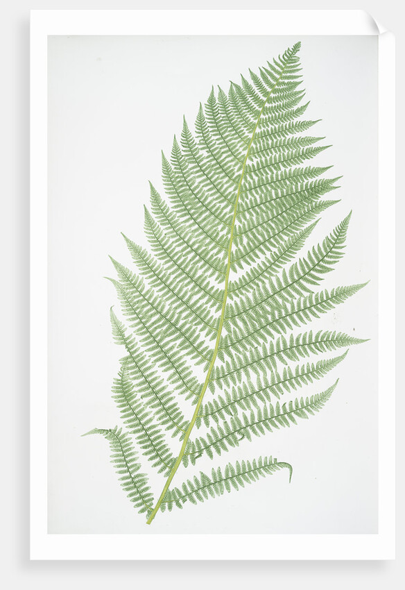 The lady fern by Henry Riley Bradbury