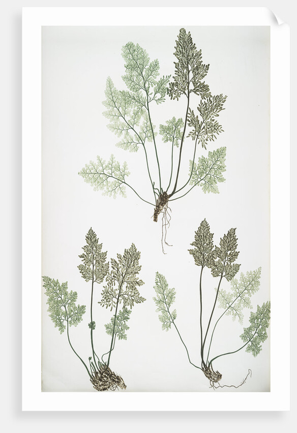 The mountain parsley fern, or Rock brakes by Henry Riley Bradbury