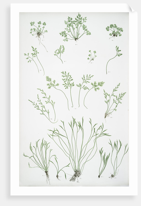 The forked spleenwort by Henry Riley Bradbury