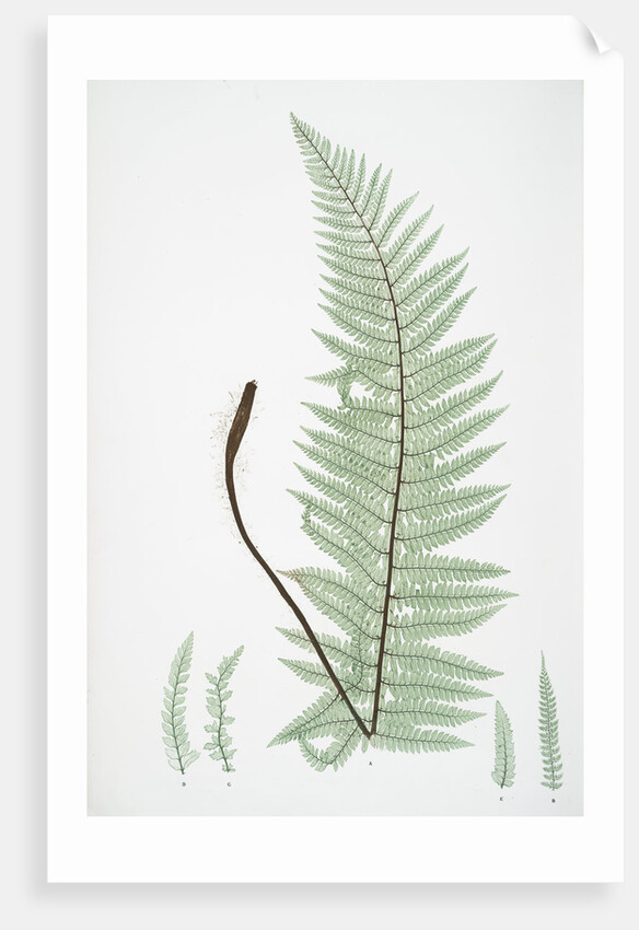 The soft prickly shield fern by Henry Riley Bradbury