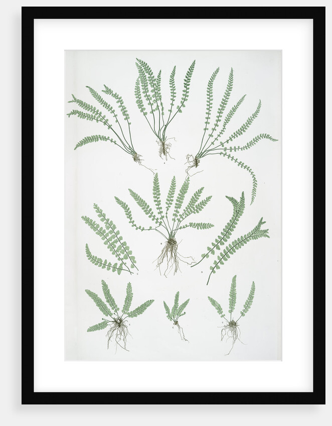 The green spleenwort by Henry Riley Bradbury