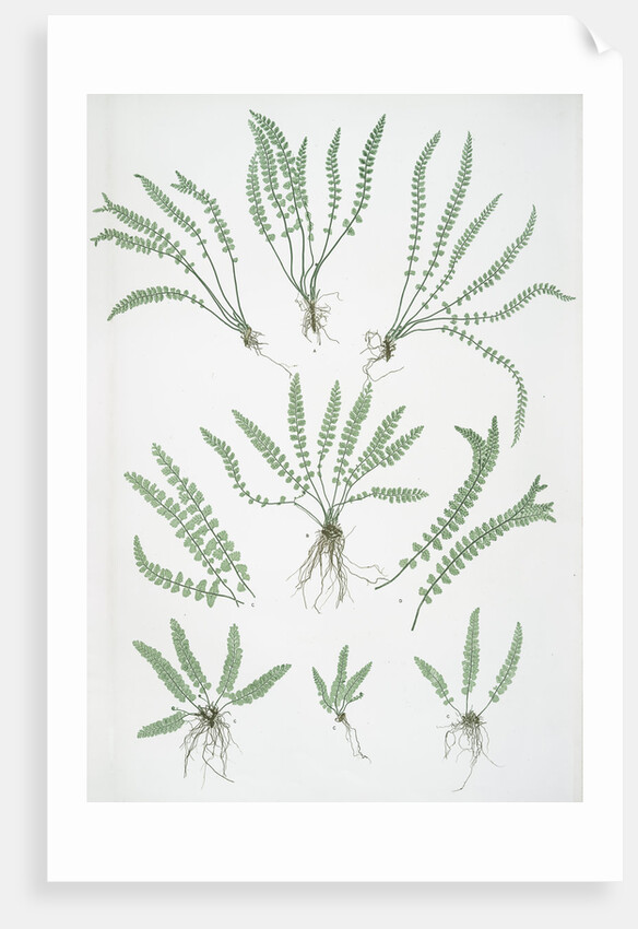 The green spleenwort by Henry Riley Bradbury