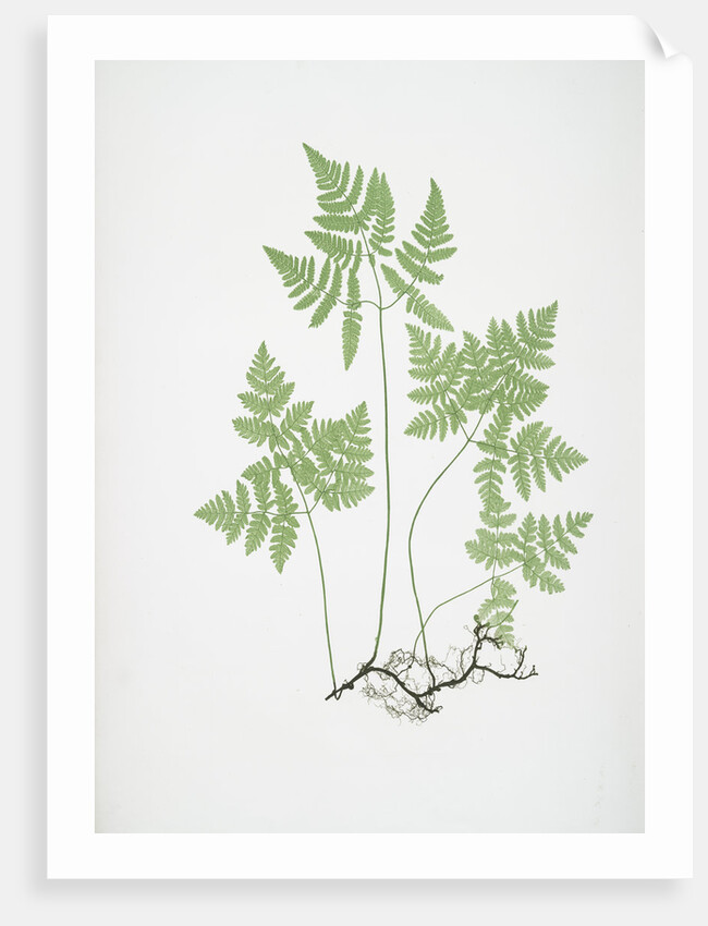 The smooth three-branched polypody, or Oak fern by Henry Riley Bradbury