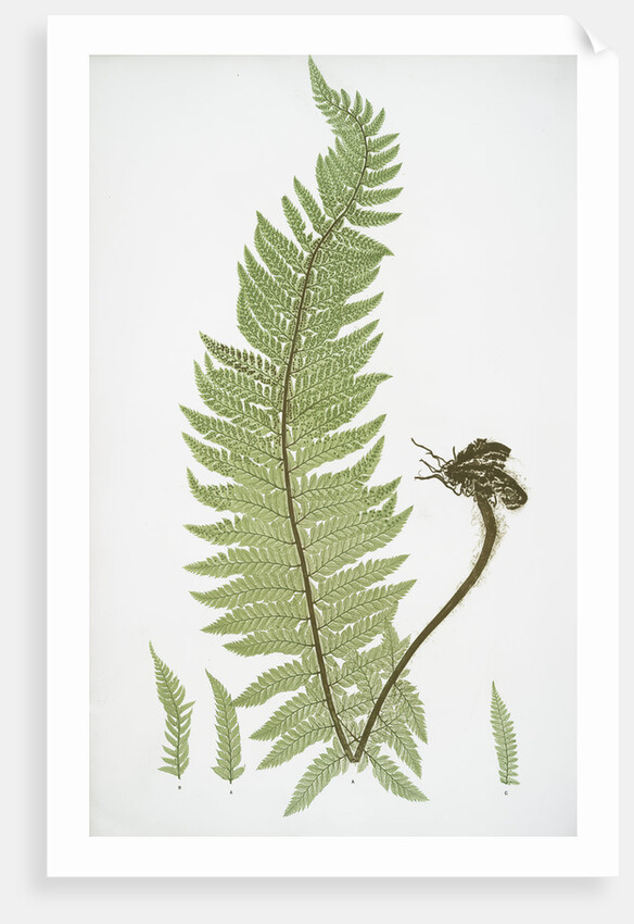 The common prickly shield fern by Henry Riley Bradbury