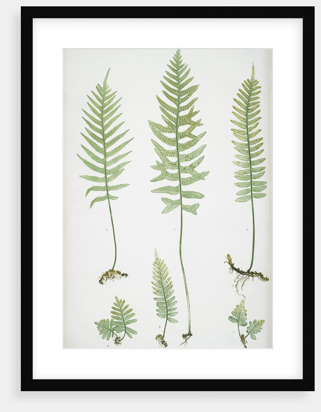 The common polypody by Henry Riley Bradbury