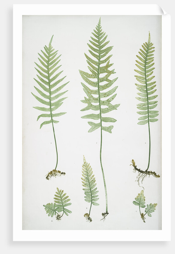 The common polypody by Henry Riley Bradbury