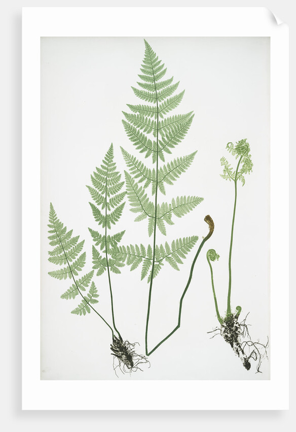 The narrow prickly-toothed buckler fern by Henry Riley Bradbury