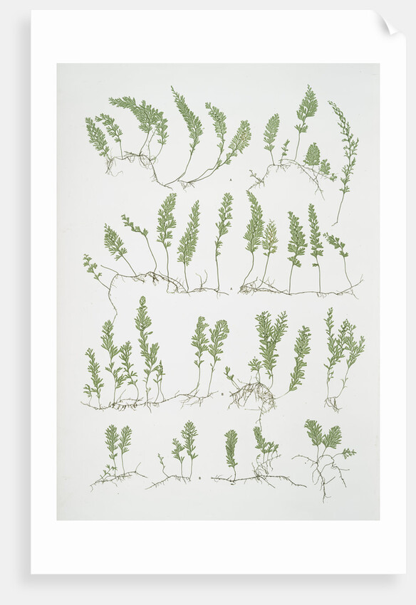 The tunbridge film fern by Henry Riley Bradbury