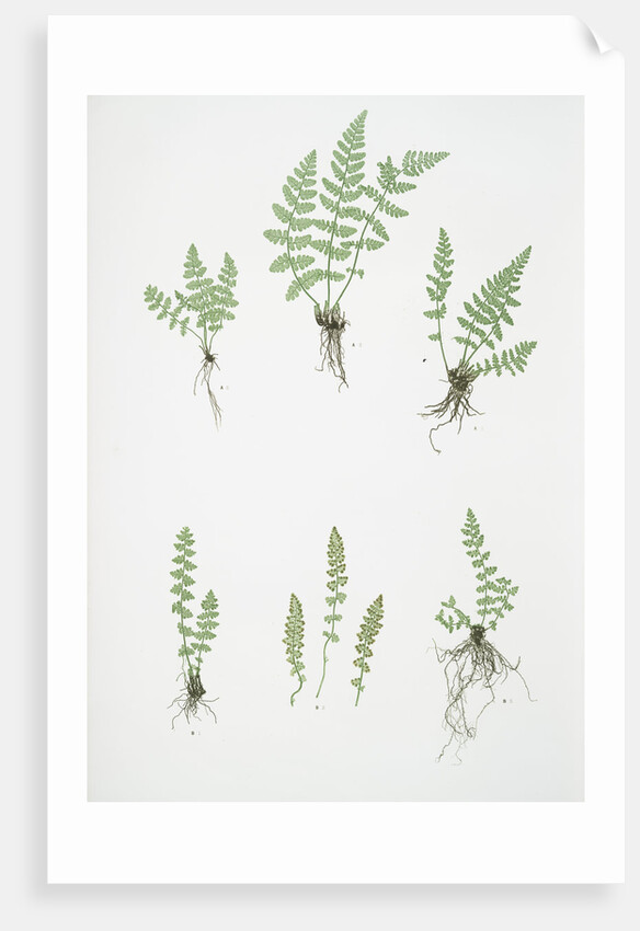 The oblong woodsia - The Alpine, or Deltoid woodsia by Henry Riley Bradbury