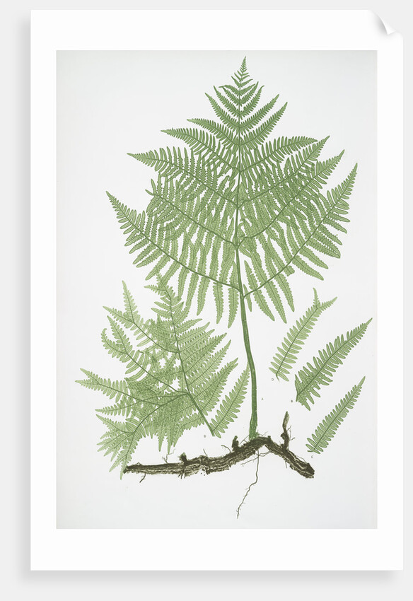 The common brakes, or Bracken by Henry Riley Bradbury