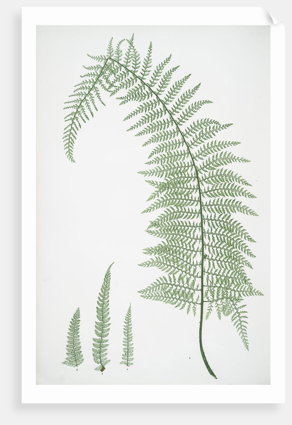 The soft prickly shield fern by Henry Riley Bradbury