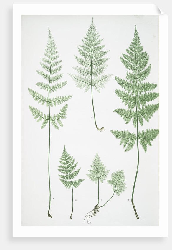 The broad prickly-toothed buckler fern by Henry Riley Bradbury