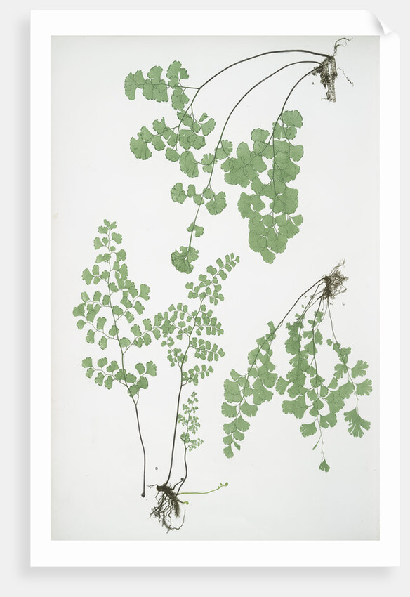 The common maidenhair fern by Henry Riley Bradbury