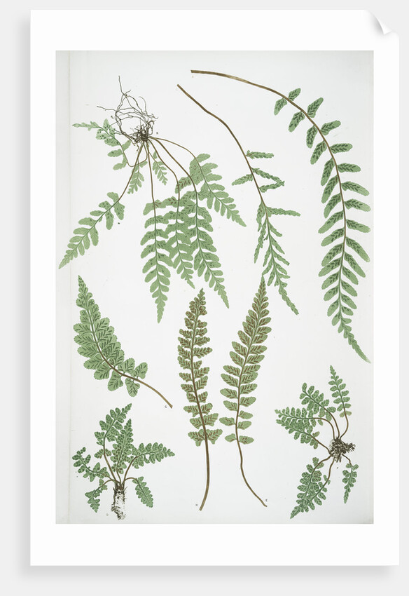 The sea spleenwort by Henry Riley Bradbury