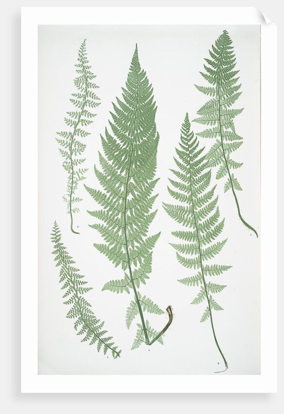 The Alpine polypody by Henry Riley Bradbury