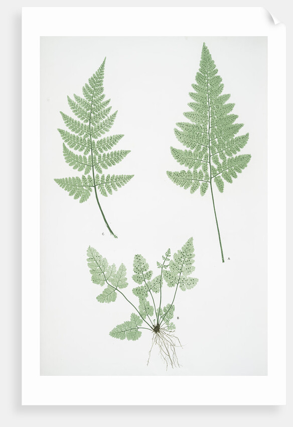 The broad prickly-toothed buckler fern by Henry Riley Bradbury