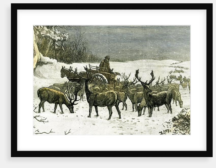 London Richmond Park UK 1887 Feeding the Deer in Severe Weather Great Britain by Anonymous