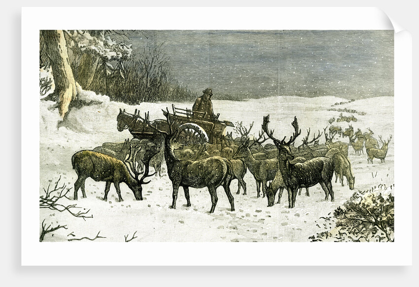 London Richmond Park UK 1887 Feeding the Deer in Severe Weather Great Britain by Anonymous