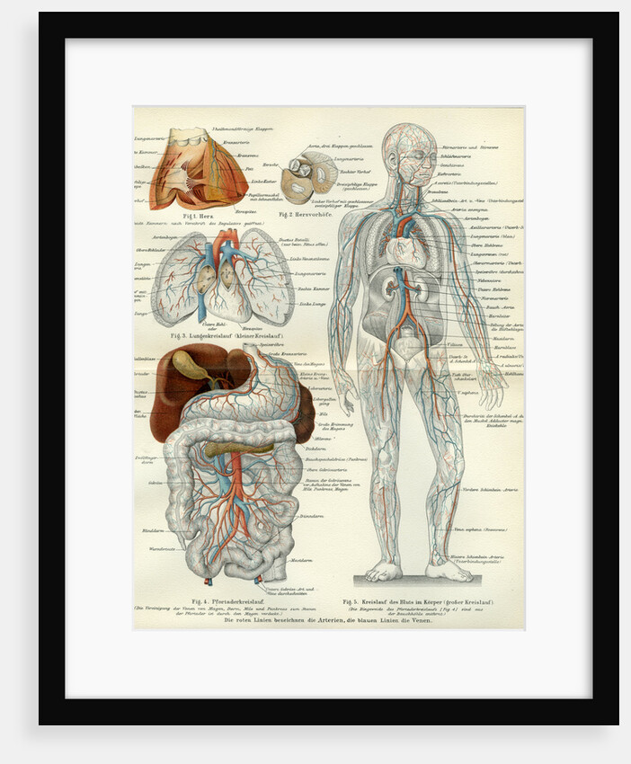 Blood Vessels 19th Century Medical Biology Human Body Intestines by Anonymous