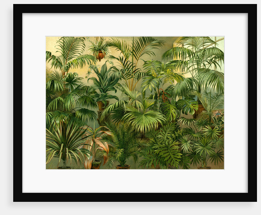 Plants by Anonymous
