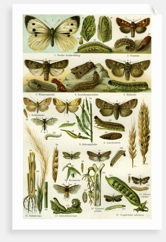 Butterflies Nineteenth Century by Anonymous