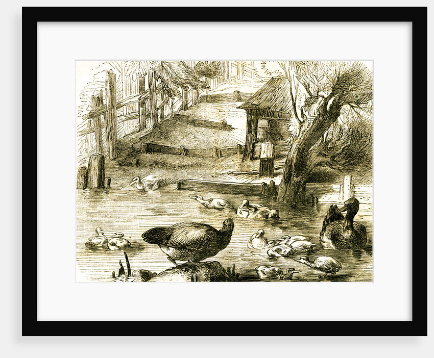 Ducks 19th Century by Anonymous