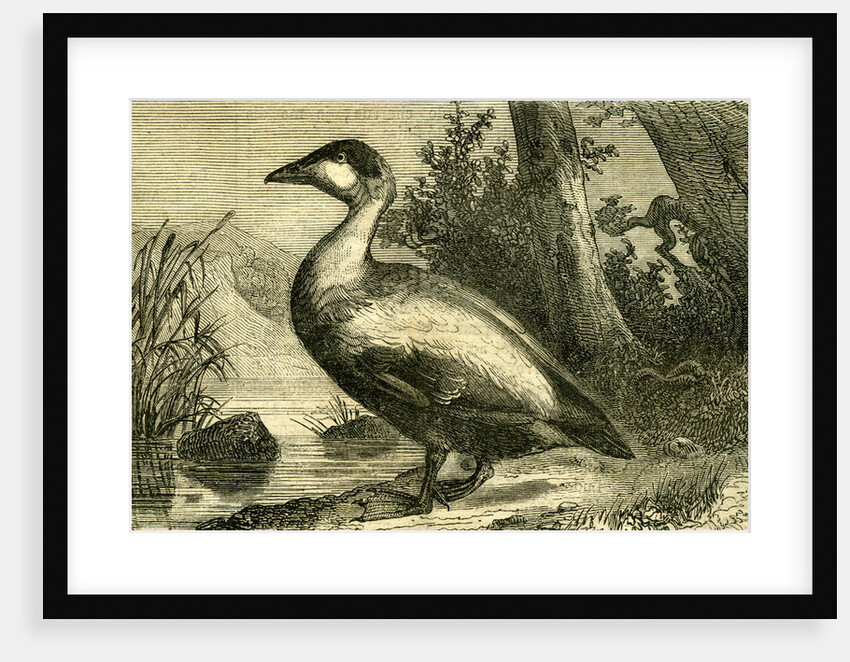 Duck 19th Century by Anonymous