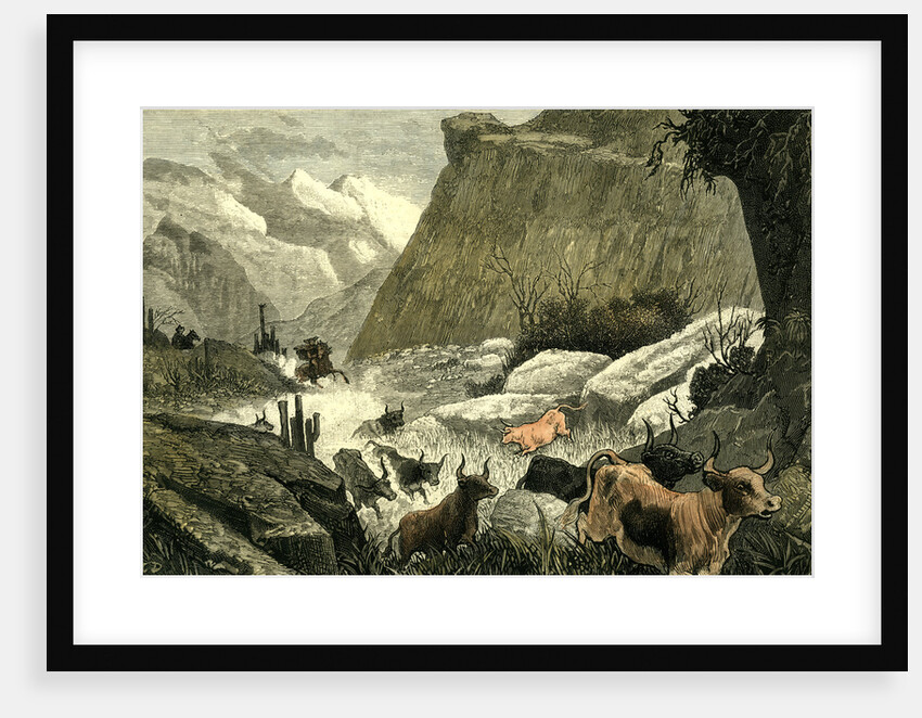 Chile Rodeo 1880 Driving Down the Cattle from the Mountains to the Corrals by Anonymous