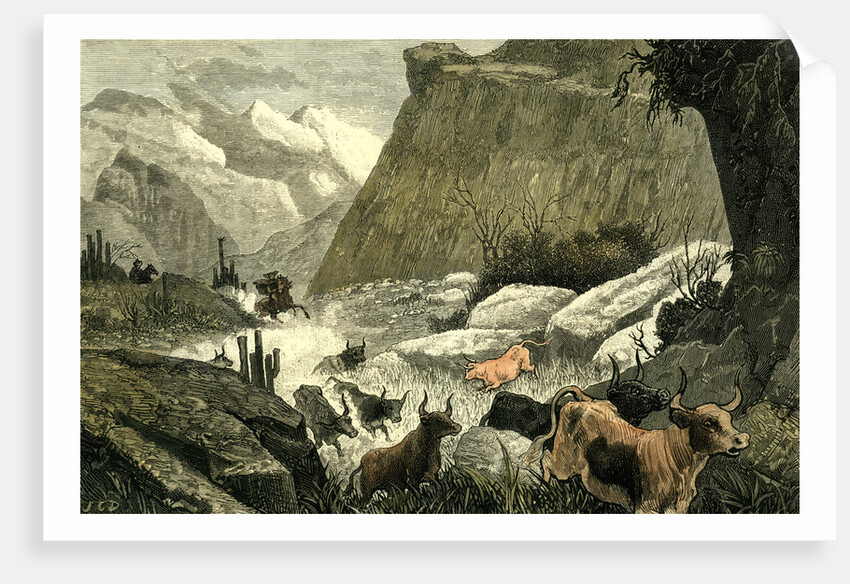 Chile Rodeo 1880 Driving Down the Cattle from the Mountains to the Corrals by Anonymous