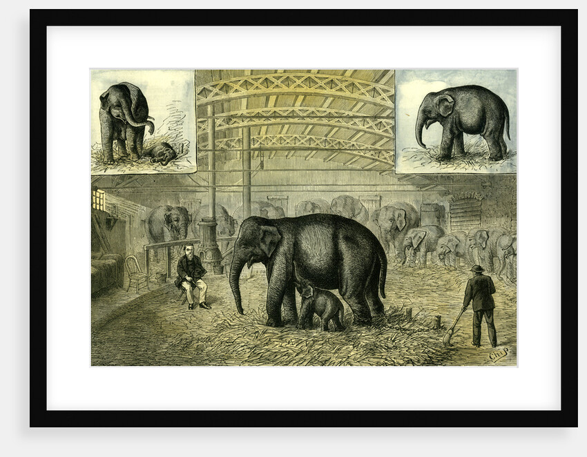 Philadelphia U.S.A. 1880 Baby Elephant the First Elephant by Anonymous