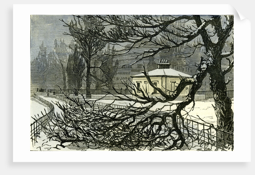 Kensington Gardens London 1887 Damage to Trees Near Queen's Gate by Anonymous