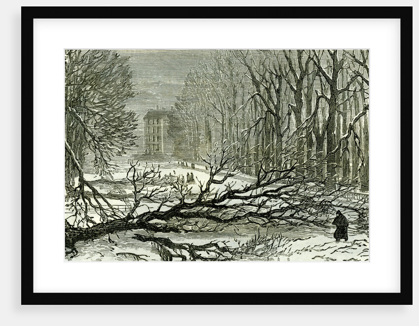 Kensington Gardens London 1887 Trees Blown in Broad Walk by Anonymous