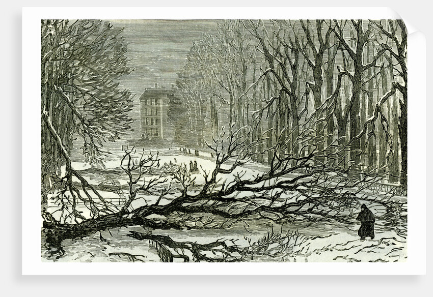 Kensington Gardens London 1887 Trees Blown in Broad Walk by Anonymous