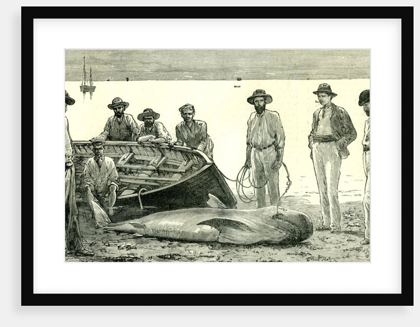 Caribbean Sea 1885 Shark Fishing Fish by Anonymous