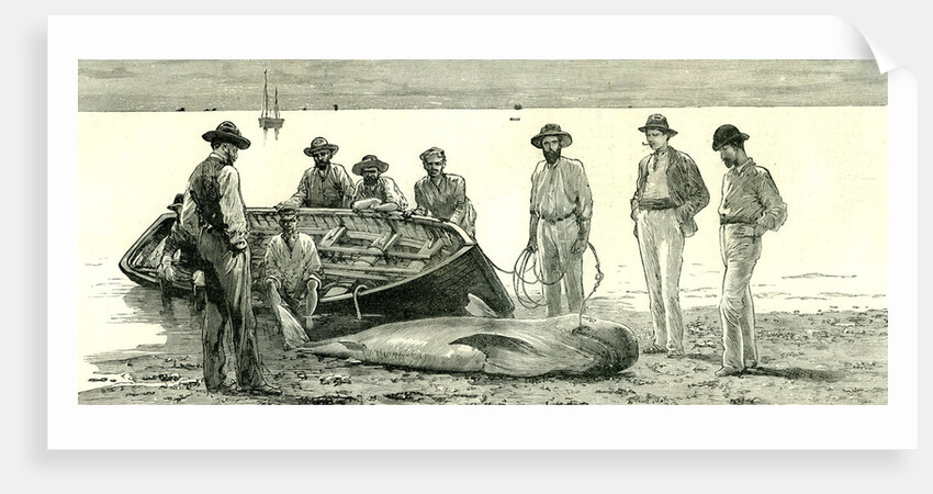 Caribbean Sea 1885 Shark Fishing Fish by Anonymous