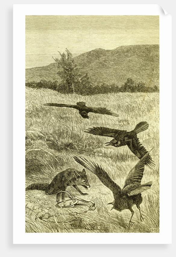 Hunt Fox Austria 1891 by Anonymous