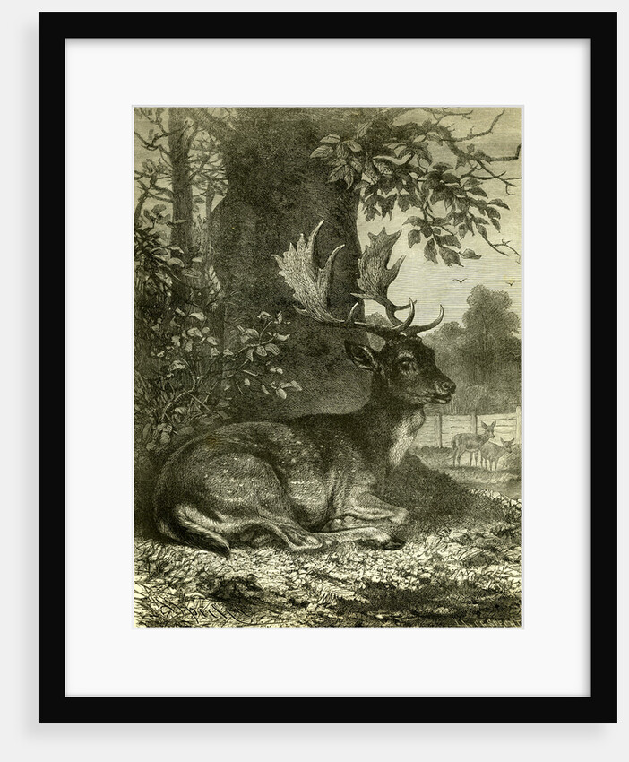 Hunting Austria 1891 by Anonymous