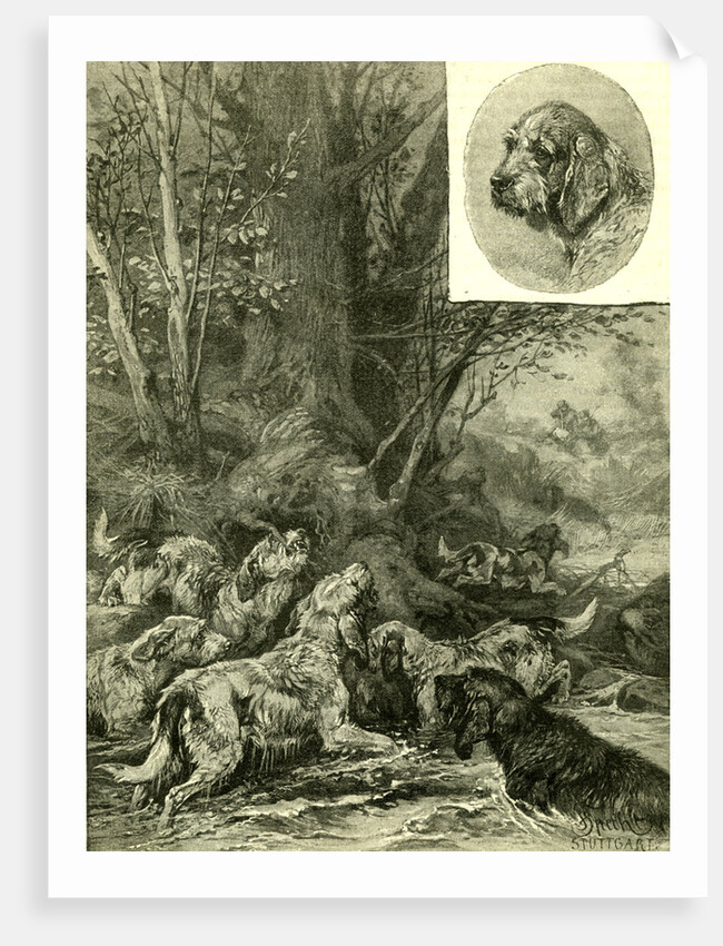 Dogs Hunting Austria 1891 by Anonymous