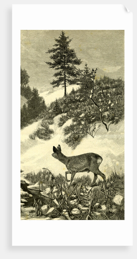 Austria Deer 1891 by Anonymous
