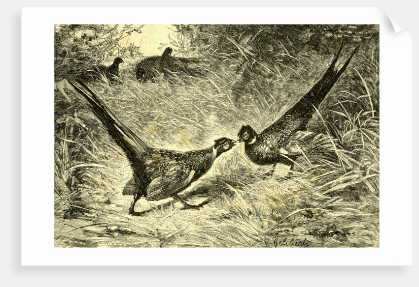 Pheasants Austria 1891 by Anonymous