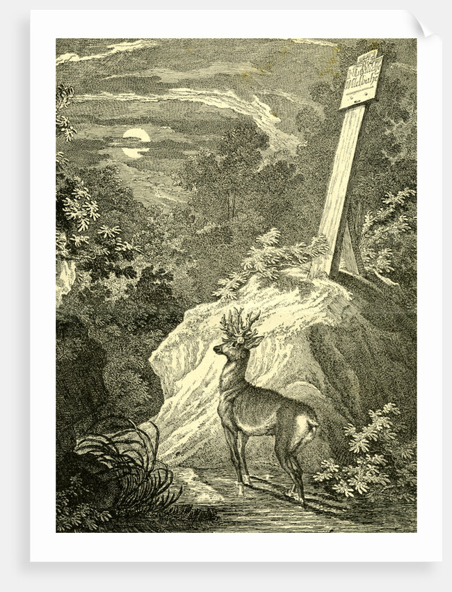 Stag Austria 1891 by Anonymous