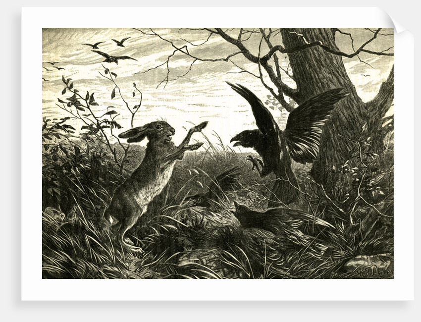 Hare Austria 1891 by Anonymous