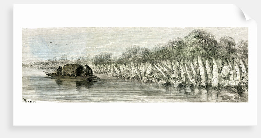 Ucayali River Peru 1869 by Anonymous