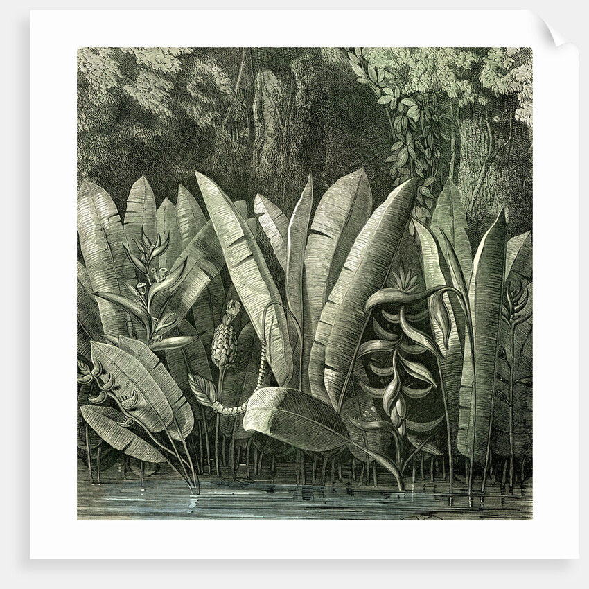 Ucayali Peru 1869 by Anonymous