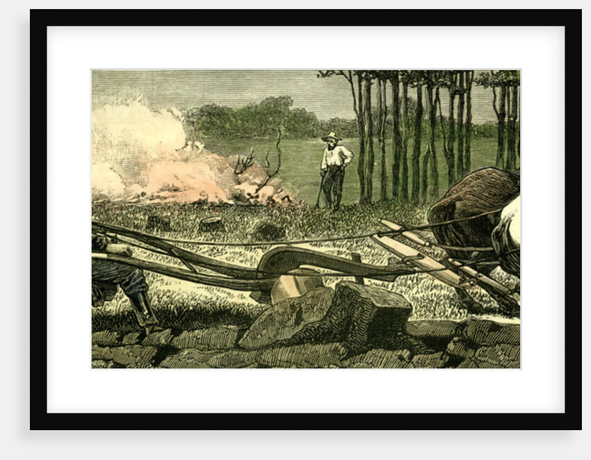 Canada Farm Life 1880 Breaking Up New Ground Stuck in a Root by Anonymous
